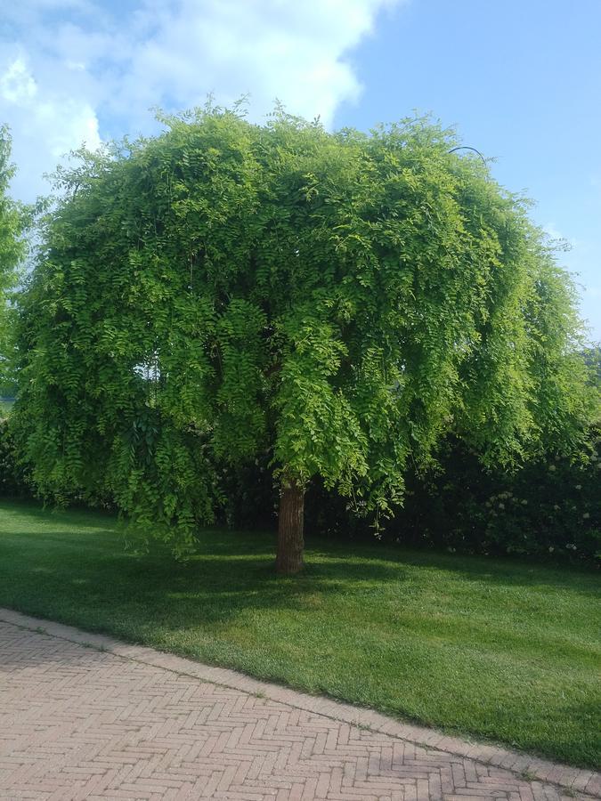 Cascina Cortine Panzió Guarene Kültér fotó