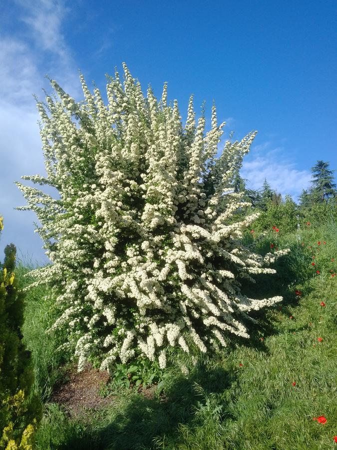 Cascina Cortine Panzió Guarene Kültér fotó